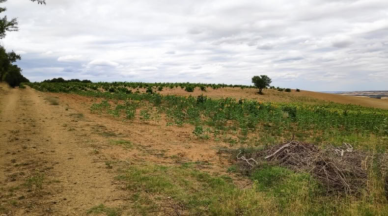 Zamora - Santa Clara de Avedillo - 26020m2