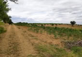 Terreno no urbanizable en venta en la Polígono 1 Parcela 196 CARRASQUERAS. SANTA CLARA DE AVEDILLO [ZAMORA], Santa Clara de Avedillo, ref: TR407750 foto