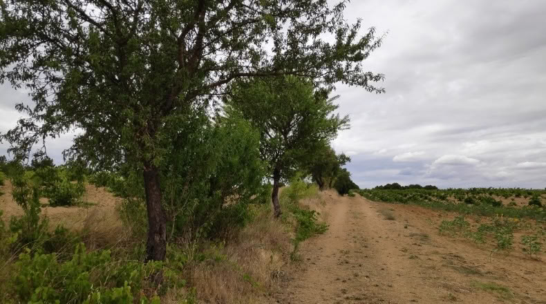 Zamora - Santa Clara de Avedillo - 26020m2
