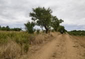 Terreno no urbanizable en venta en la Polígono 1 Parcela 196 CARRASQUERAS. SANTA CLARA DE AVEDILLO [ZAMORA], Santa Clara de Avedillo, ref: TR407750 foto