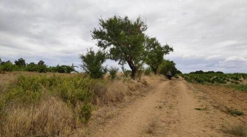 Zamora - Santa Clara de Avedillo - 26020m2