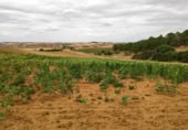 Terreno no urbanizable en venta en la Polígono 1 Parcela 196 CARRASQUERAS. SANTA CLARA DE AVEDILLO [ZAMORA], Santa Clara de Avedillo, ref: TR407750 foto
