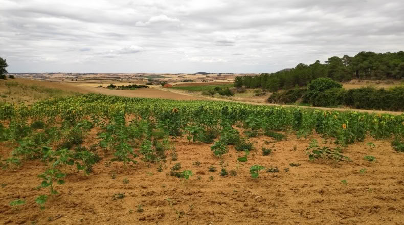 Zamora - Santa Clara de Avedillo - 26020m2