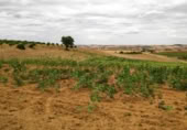 Terreno no urbanizable en venta en la Polígono 1 Parcela 196 CARRASQUERAS. SANTA CLARA DE AVEDILLO [ZAMORA], Santa Clara de Avedillo, ref: TR407750 foto