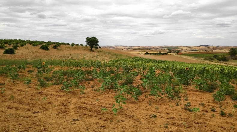 Zamora - Santa Clara de Avedillo - 26020m2