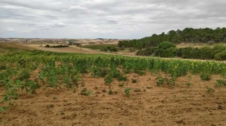 Zamora - Santa Clara de Avedillo - 26020m2