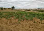 Terreno no urbanizable en venta en la Polígono 1 Parcela 196 CARRASQUERAS. SANTA CLARA DE AVEDILLO [ZAMORA], Santa Clara de Avedillo, ref: TR407750 foto