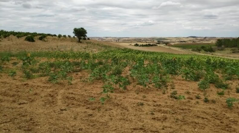 Zamora - Santa Clara de Avedillo - 26020m2