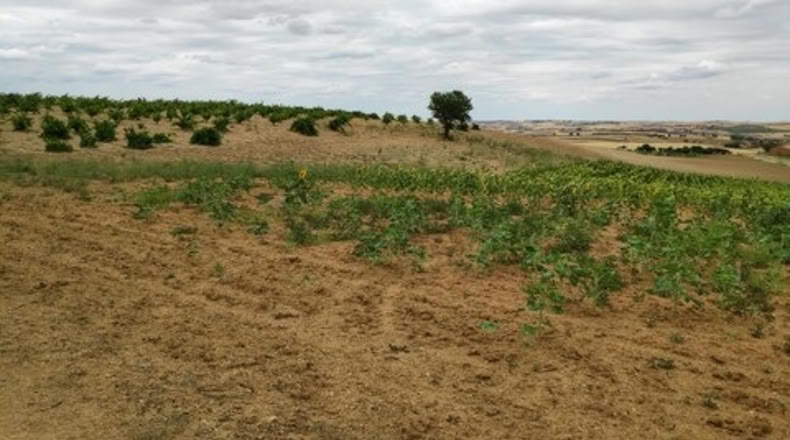 Zamora - Santa Clara de Avedillo - 26020m2