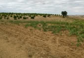 Terreno no urbanizable en venta en la Polígono 1 Parcela 196 CARRASQUERAS. SANTA CLARA DE AVEDILLO [ZAMORA], Santa Clara de Avedillo, ref: TR407750 foto