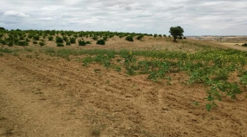 Zamora - Santa Clara de Avedillo - 26020m2