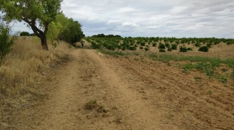 Zamora - Santa Clara de Avedillo - 26020m2
