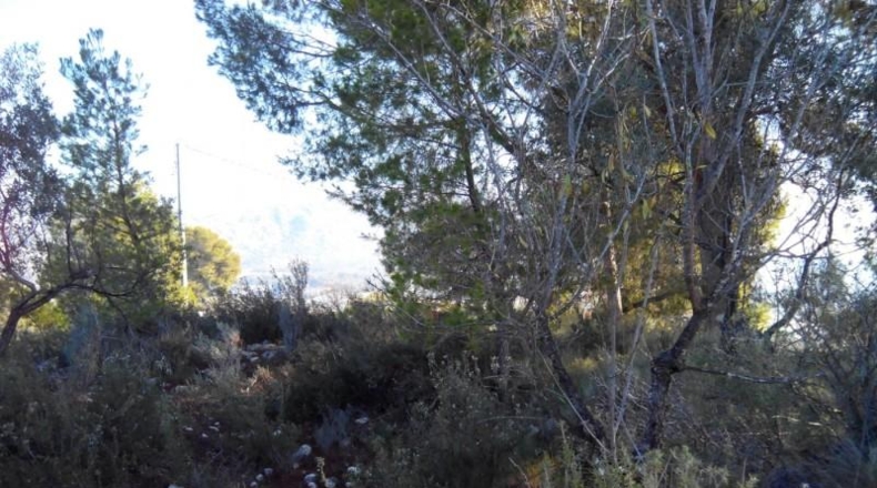 Murcia - Calasparra - 1148m2