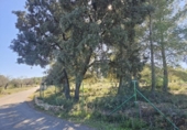 Land suitable for development for sale on España, la Vall d'Alba, ref: TR364866 photo
