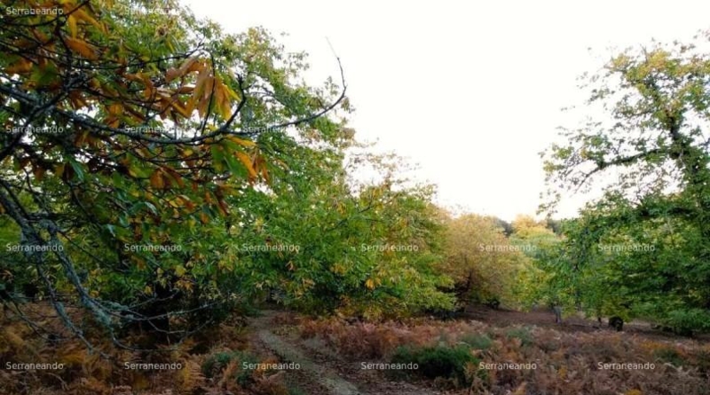 Huelva - Almonaster la Real - 13821m2