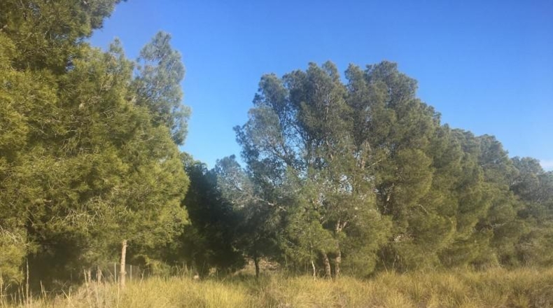 Murcia - Aledo - 5517m2