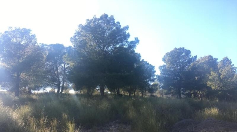 Murcia - Aledo - 5517m2