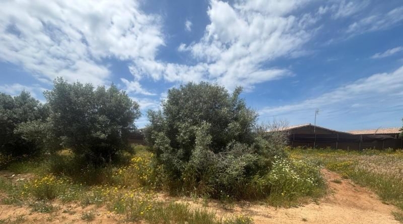 Cádiz - Barbate - 800m2