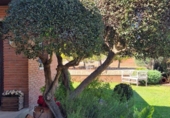 Chalet independiente con terreno en venta en la España, Alpicat, ref: TR344294 foto