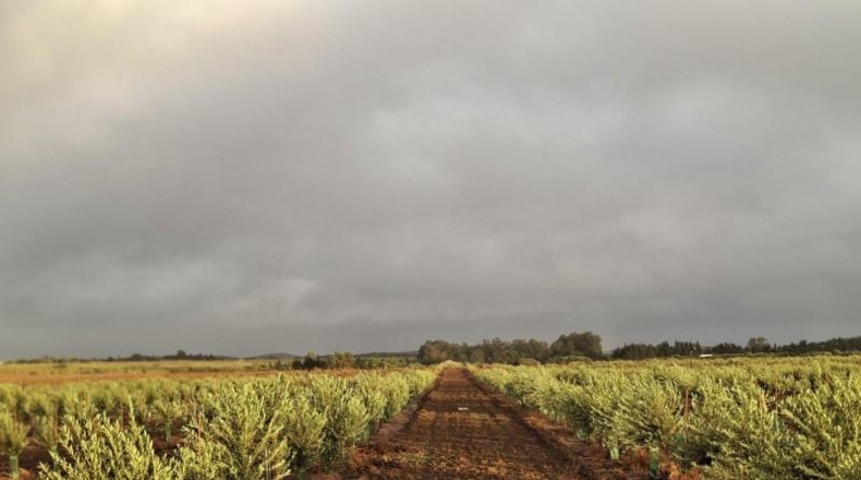 Cádiz - Chiclana de la Frontera - 200000m2