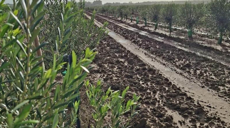 Cádiz - Chiclana de la Frontera - 200000m2