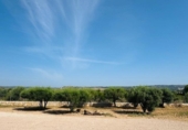 Chalet independiente con terreno en venta en la España, Petra, ref: TR387342 foto