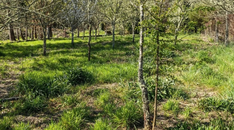 Orense - O Picouto - 260m2