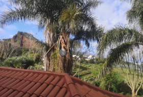 Tacoronte 886&nbsp;m² 