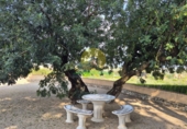 Chalet independiente con terreno en venta en Ontinyent ref: TR407824 foto