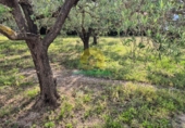 Chalet independiente con terreno en venta en Ontinyent ref: TR407824 foto