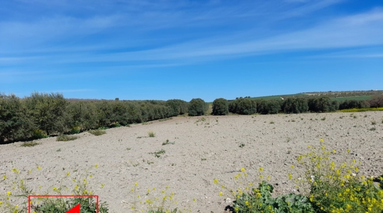 Sevilla - Lebrija - 53057m2