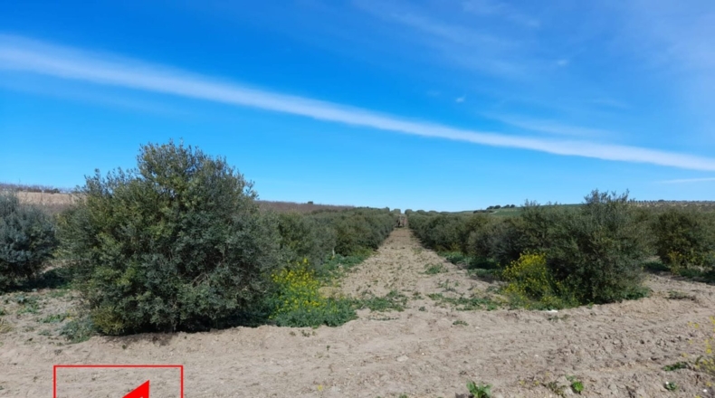 Sevilla - Lebrija - 53057m2
