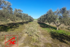 Lebrija 53057&nbsp;м²