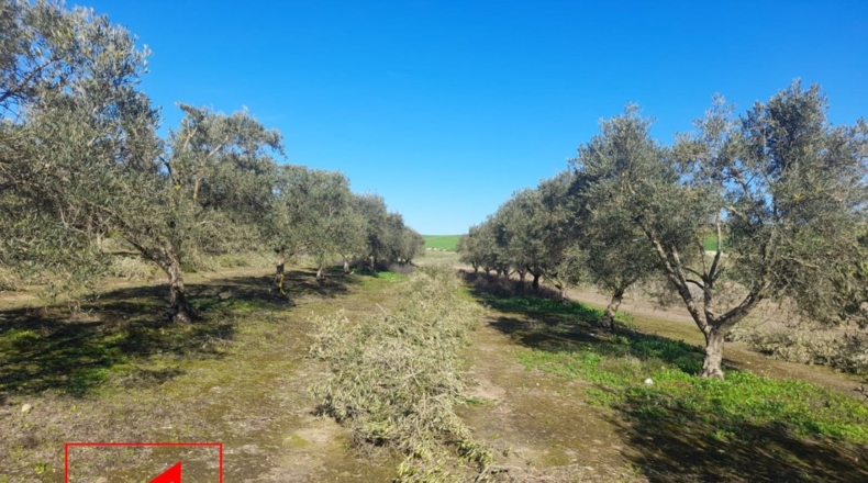 Sevilla - Lebrija - 53057m2