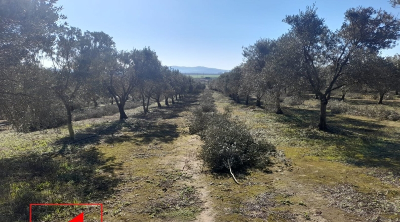 Sevilla - Lebrija - 53057m2