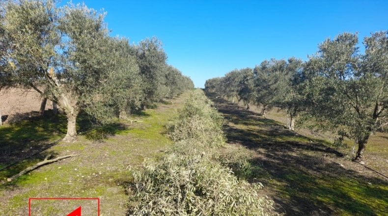 Sevilla - Lebrija - 53057m2