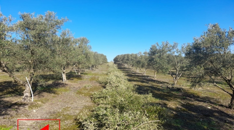 Sevilla - Lebrija - 53057m2
