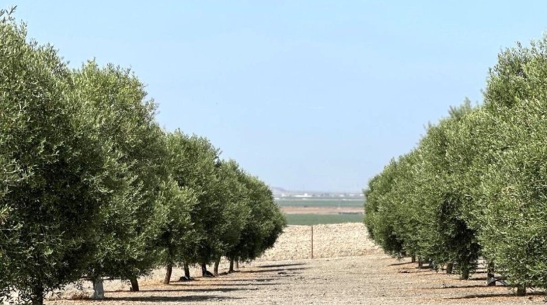 Seville - Lebrija - 14064m2