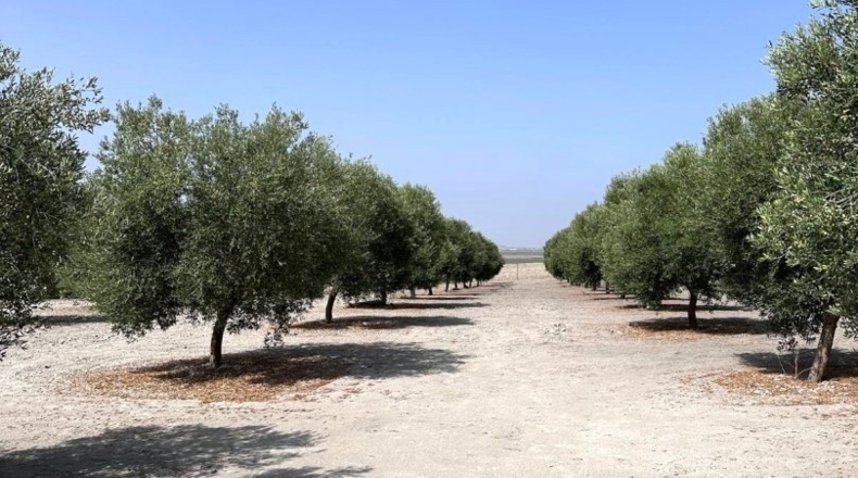 Seville - Lebrija - 14064m2
