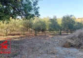 Finca rústica en venda a El Cuervo ref.: TR342600 foto