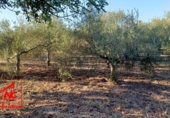 Finca rústica en venda a El Cuervo ref.: TR342600 foto
