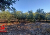 Finca rústica en venda a El Cuervo ref.: TR342600 foto