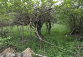 Дом с участком на продажу в городе Сан-Мартин-дель-Рей-Аурелио. Фото