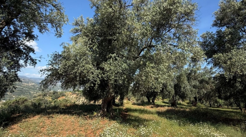 Granada - Béznar - 25471m2