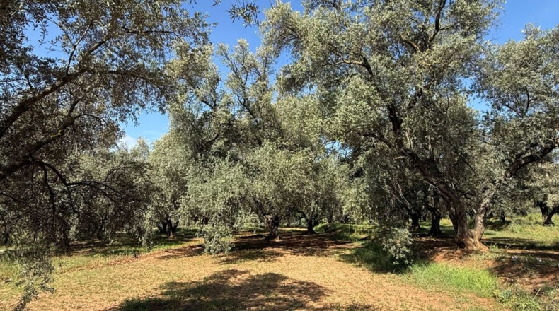 Granada - Béznar - 25471m2