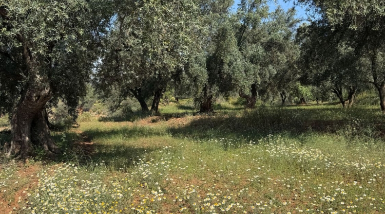 Granada - Béznar - 25471m2