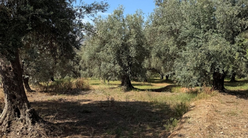 Granada - Béznar - 25471m2