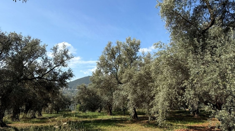 Granada - Béznar - 25471m2
