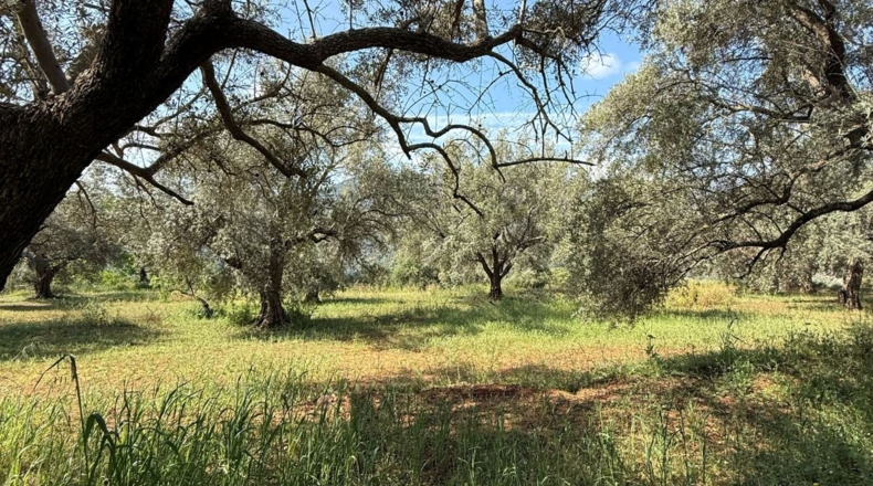 Granada - Béznar - 25471m2