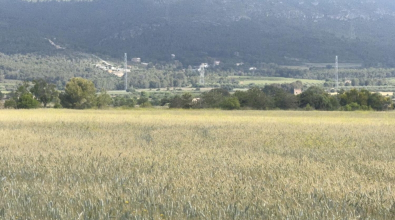 Таррагона - el Pla de Santa Maria - 105000m2